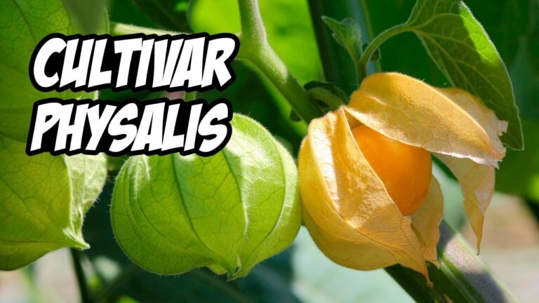 Gu&iacute;a para Comprar Productos Org&aacute;nicos en Oleiros